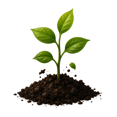 Seedling growing in rich soil